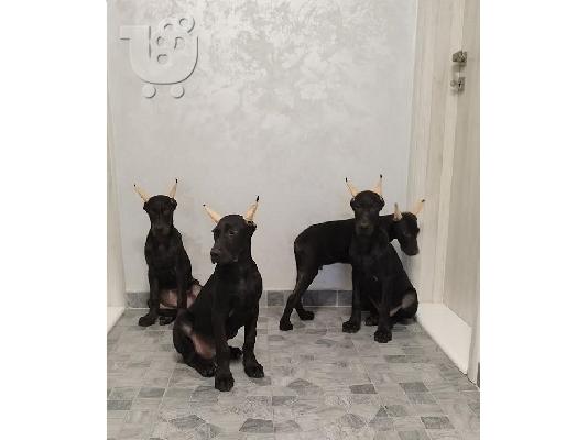 Μελανιστικοί DOBERMANS